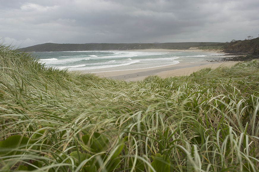 grassy field sea in background grassy field sea in background