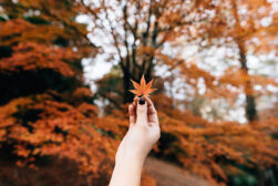 blur-background-lightroom