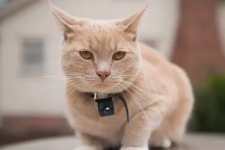 cat-collar-camera