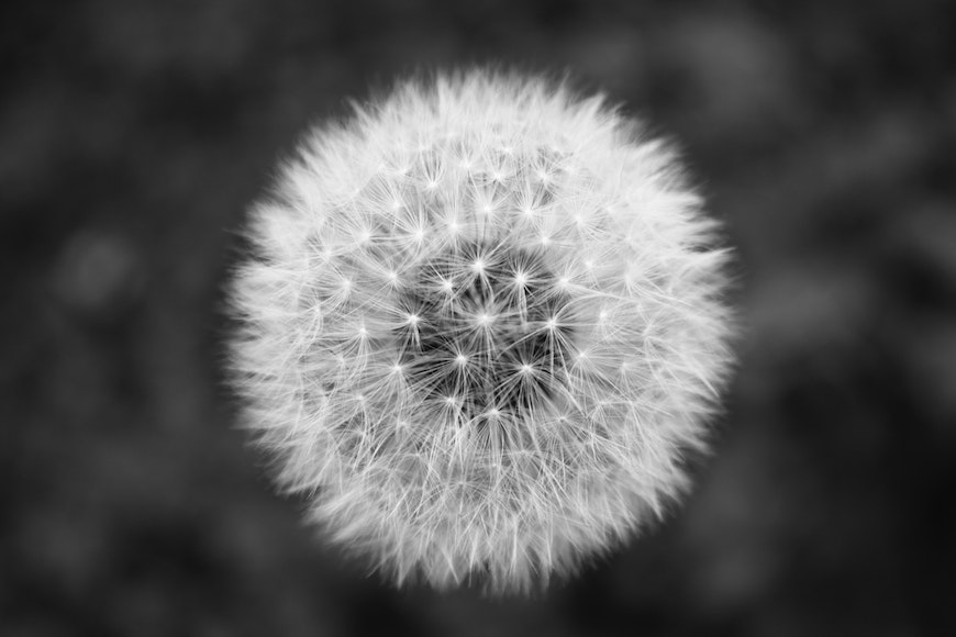 Dandelion