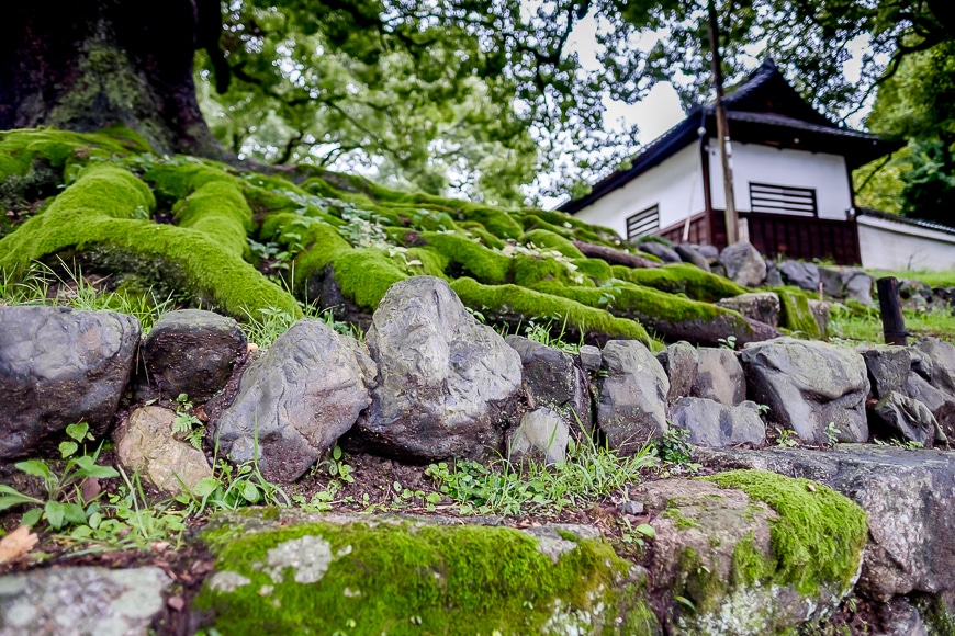 Close up of a rocky ground covered with green moss