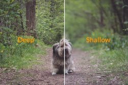 guide-to-depth-of-field