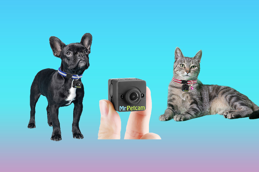 Mr. Petcam HD Collar Mounted POV Camera