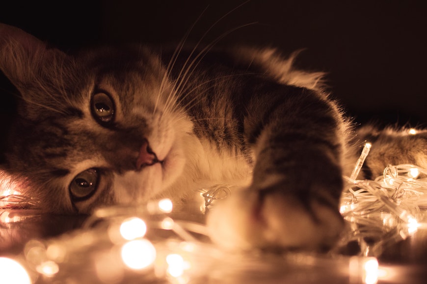 Cat with lights