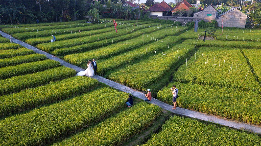 bride-groom-in-field-after-processing-Radiant bride-groom-in-field-after-processing-Radiant