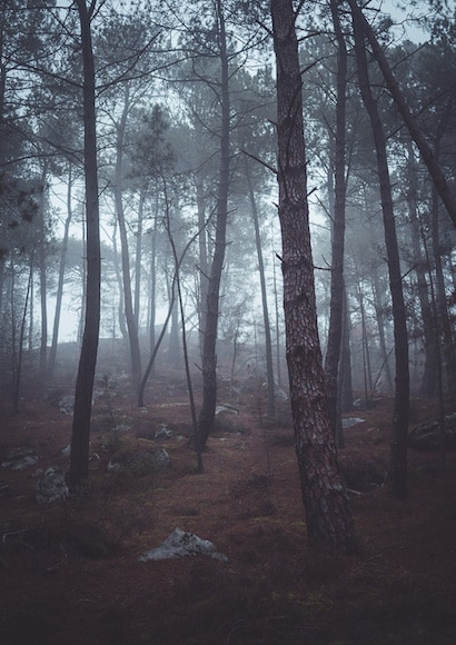 Misty pine forest - Rokinon AF 35mm f/1.8