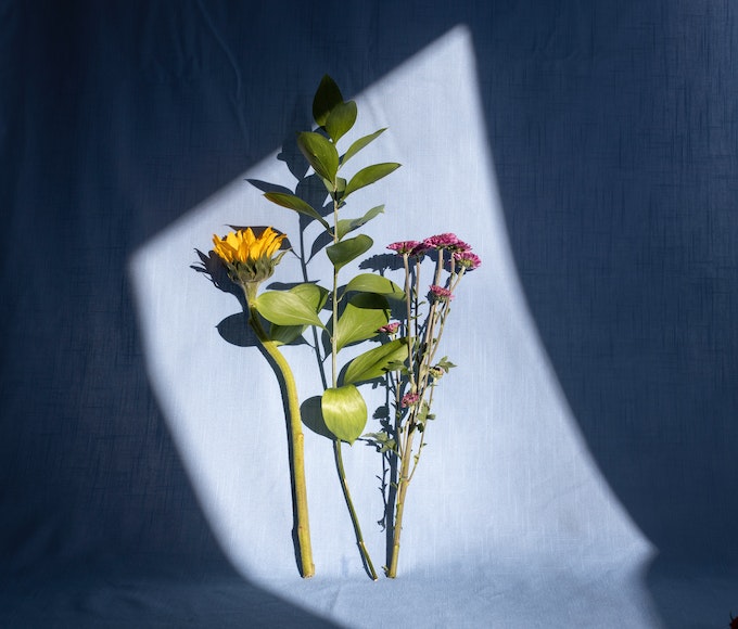 Light and shadow flowers