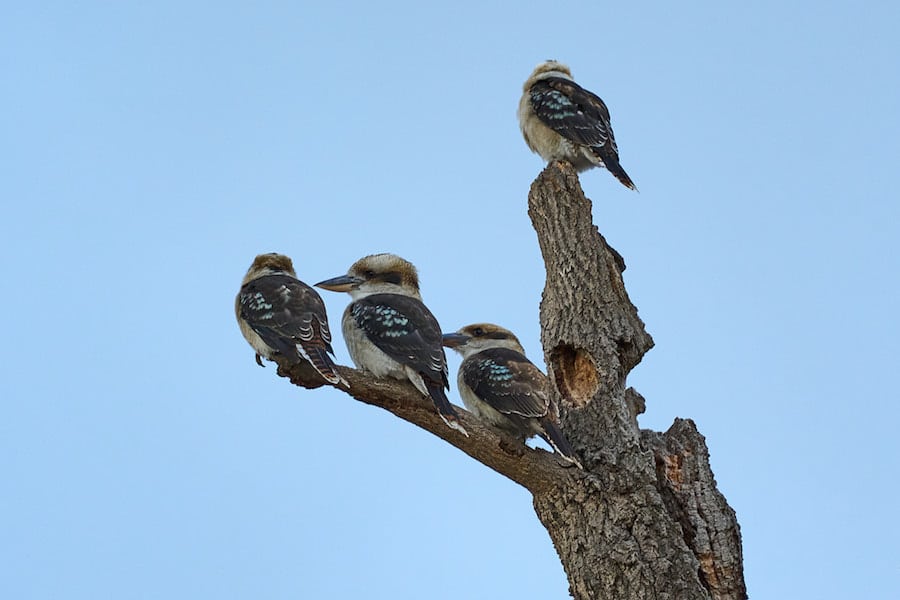 Kookaburras sitting on tree sample image shot with Tamron 28-200mm f/2.8-5.6 Di III RXD