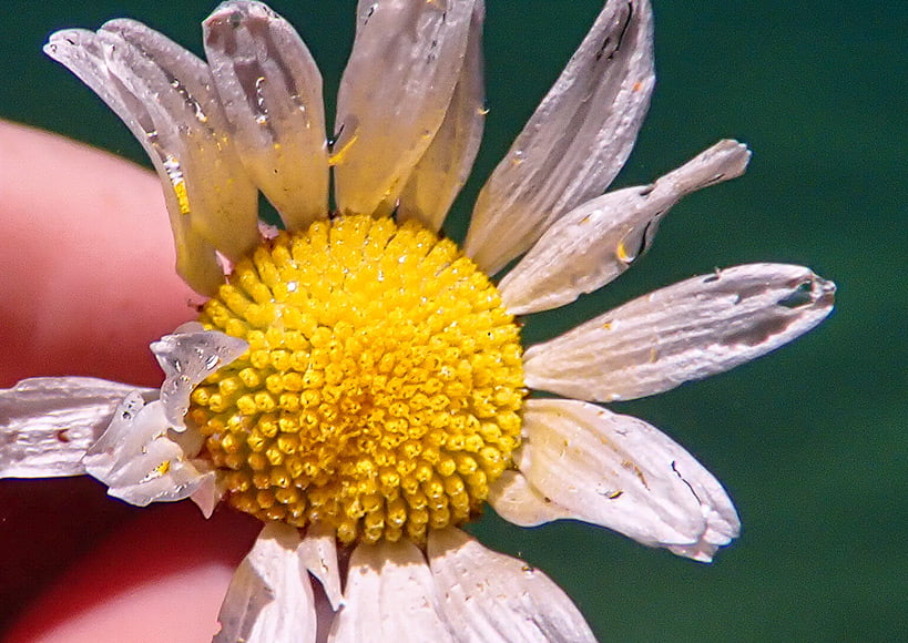 Olympus tg-6 underwater macro